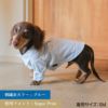 【名入れ 刺繍】犬服 洋服 犬の服 ドッグウェア ペットウェア ダックス 男の子 女の子 誕生日 記念日 ギフト プレゼント お祝い ラッピング 白 赤 青 ワイシャツ 薄手 綿 コットン 襟 ボタン ダウン フォーマル おしゃれ 袖あり 春 夏 秋 お出かけ 写真 撮影 結婚式 お揃い